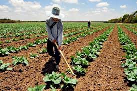General Agriculture course requirements ...
